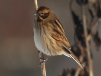 Bruant des roseaux