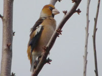 Grosbec casse-noyaux