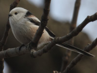 Mésange à longue queue nordique *