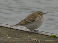 Pipit spioncelle
