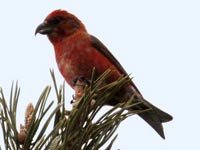 Bec-croisé des sapins