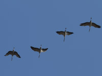 Grue cendrée