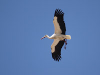 Cigogne blanche