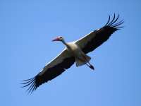 Cigogne blanche