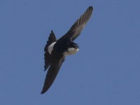 Hirondelle de fenĂŞtre
