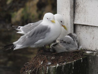 Mouette tridactyle