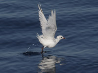 Mouette mélanocéphale