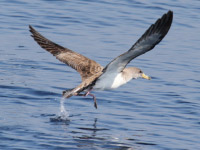 Puffin de Scopoli