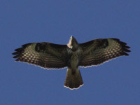 Buse variable