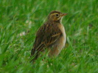 Pipit de Richard