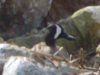 Sarcelle à ailes bleues