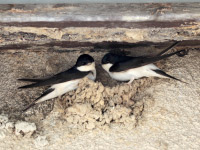 Hirondelle de fenêtre