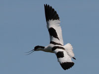 Avocette élégante