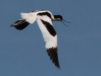 Avocette élégante