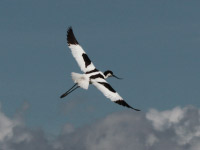 Avocette élégante