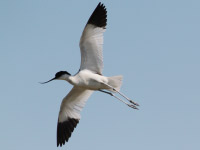 Avocette élégante