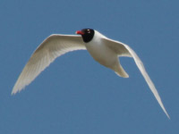 Mouette mélanocéphale