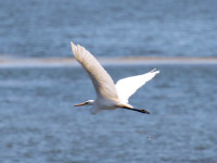 Grande Aigrette