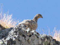 Lagopède alpin