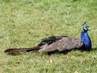 Paon bleu