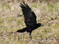 Corbeau freux