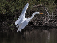 Grande Aigrette