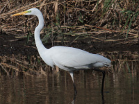 Grande Aigrette