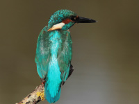 Martin-pêcheur d'Europe