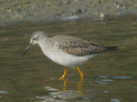 Chevalier à pattes jaunes