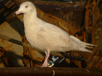 Goéland bourgmestre