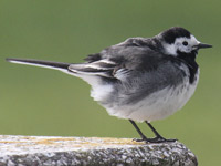 Bergeronnette de Yarrell *