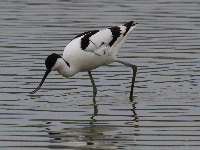 Avocette élégante
