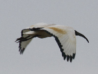 Ibis sacré