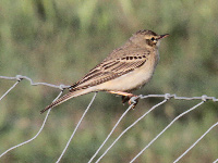 Pipit rousseline