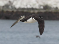 Guillemot de BrĂĽnnich