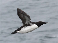Guillemot de TroĂŻl