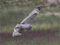 Hibou des marais