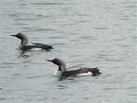 Plongeon arctique