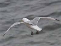 Mouette tridactyle