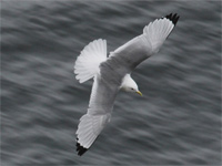 Mouette tridactyle