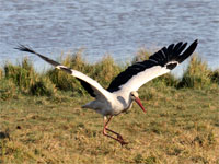 Cigogne blanche