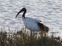 Ibis sacré