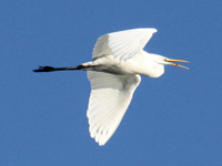 Grande Aigrette