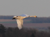 Cygne de Bewick