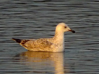 Goéland pontique