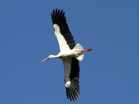 Cigogne blanche