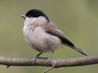 Mésange nonnette