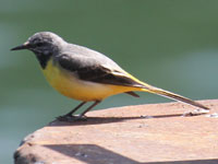 Bergeronnette des ruisseaux