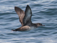 Puffin des Baléares