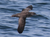 Puffin des Baléares